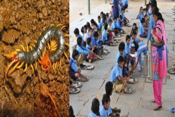 அரசு பள்ளி வழங்கிய மதிய உணவில் பூரான்...சாப்பிட்ட 50 குழந்தைகளுக்கு வாந்தி, மயக்கம்!