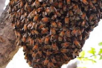 நோர்வூட்டில் குளவி கொட்டுக்கு இலக்காகிய 18 தொழிலாளர்கள்