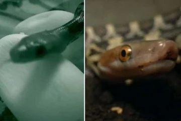 முட்டையை உடைத்துக்கொண்டு வெளிவரும் பாம்பு... சிலிர்க்க வைக்கும் ட்ரெண்டிங் காட்சி