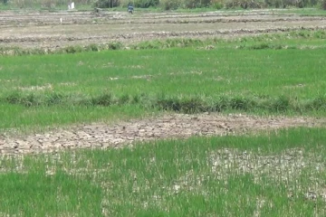 கடும் உஷ்னத்தால் நீரின்றிக் கருகும் வோளாண்மைச் செய்கை