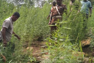 සරුවට වැවුණු ගංජා හේනකට සිදු වූ දේ..