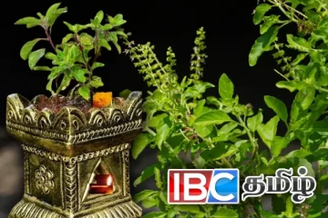 துளசி இலையில் இத்தனை மருத்துவ குணங்களா?