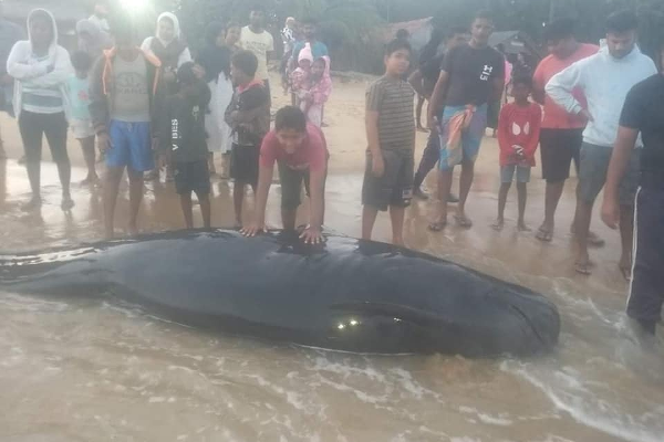 இலங்கை கடற்கரையில் கரையொதுங்கிய 14 திமிங்கலக் குட்டிகள்!(Photos) | 14 Baby Whales Washed Ashore In Sri Lanka