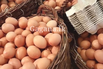 බිත්තර මිල දැනෙන ගාණකින් අඩු වෙයි - හැබැයි ලබා ගත හැක්කේ මෙහෙමයි..