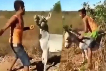 கழுதையை கதறவிட்ட இளைஞர்! கடைசியில் துடிதுடித்துப் போன இளைஞரின் பரிதாப காட்சி