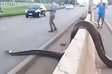 பாதையில்  வந்த ராட்சத அனகோண்டாவை கண்டு பதறிய மக்கள்....ஊர்ந்து சென்று புதருக்குள் மறையும் காட்சி