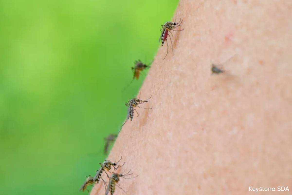 சுவிஸ் ஆல்ப்ஸ் பகுதியில் முதன்முறையாக கொசுக்கள் உடலில் டெங்கு வைரஸ் கண்டுபிடிப்பு | 1St Dengue Virus Detected In Mosquitoes In Alps