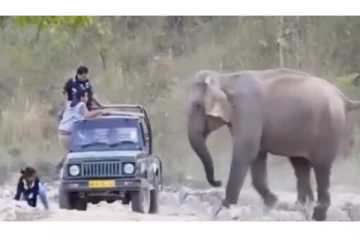 மதம் பிடித்த யானையிடம் சிக்கிக்கொண்டால்... நெஞ்சை பதற வைக்கும் வீடியோ!