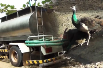 கடும் வறட்சியால் வில்பத்து சரணாலய விலங்குகள் பாதிப்பு