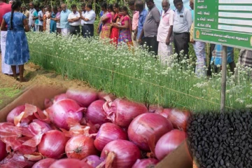 உள்நாட்டு பெரிய வெங்காய உற்பத்தியை அதிகரிக்க விசேட நடவடிக்கை