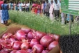 உள்நாட்டு பெரிய வெங்காய உற்பத்தியை அதிகரிக்க விசேட நடவடிக்கை