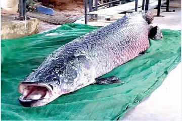 இலங்கையில் அதிகளவு மீன்களை உண்ணும் மீன் உயிரிழந்தது