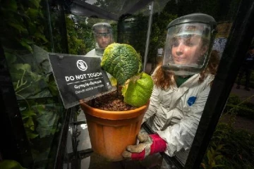 பிரித்தானியாவில் இந்த செடியை தொட்டால் மரணம் உறுதி!