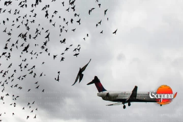 අතිශය දරුණු ගුවන් අනතුරක් කටුනායක අත්වැරැද්දක්? නූලෙන් බේරේ