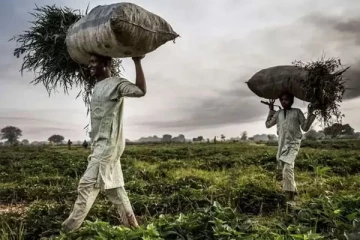 நைஜீரியாவில் அவசர நிலை பிரகடனம்