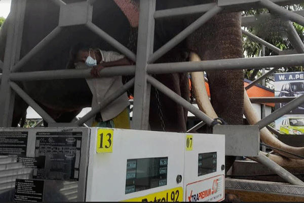 எரிபொருள் வரிசையில் காத்திருந்த யானை! | An Elephant Waiting In The Fuel Line