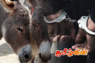 அனுமதியின்றி கழுதைகளை ஏற்றிச்சென்ற பாரவூர்திகள் தடுத்து வைப்பு