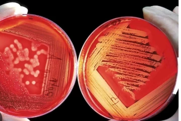 කෘතිම රුධිරය අත්හදා බැලේ..!