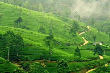 தோட்டங்களின் தரிசு நிலங்களை பயிர்ச்செய்கைக்கு வழங்கவில்லை: புத்திரசிகாமணி