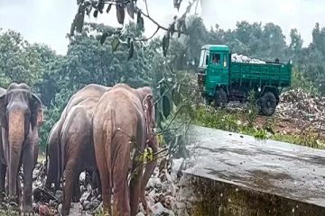 திருகோணமலையில் யானைகள் குப்பைகளை உண்ணும் அவலம்