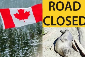 கனடாவில் விலங்கிற்காக வீதியை மூடிய காவல்துறையினர்