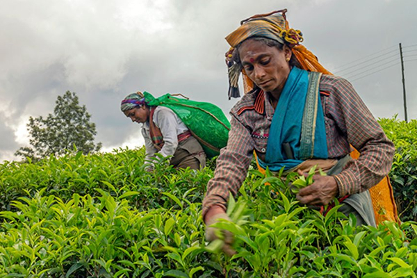 பெருந்தோட்டத் தொழிலாளர்களுக்கு  மகிழ்ச்சியான அறிவிப்பு! | Good News For Plantation Workers