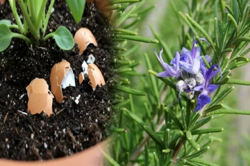 தலைமுடி வளர்ச்சியை அதிகரிக்கும் ரோஸ்மேரி : இனிமேல் வீட்டிலேயே வளர்க்கலாம் வாங்க