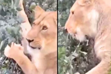 காட்டு ராஜாவின் பரிதாப நிலை... இலைகளை சாப்பிடும் சிங்கத்தின் அரிய காட்சி