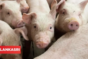 3000 உயிர்களை உடனடியாக கொல்லும் பிரபல நாடு! அரசு முக்கிய உத்தரவு