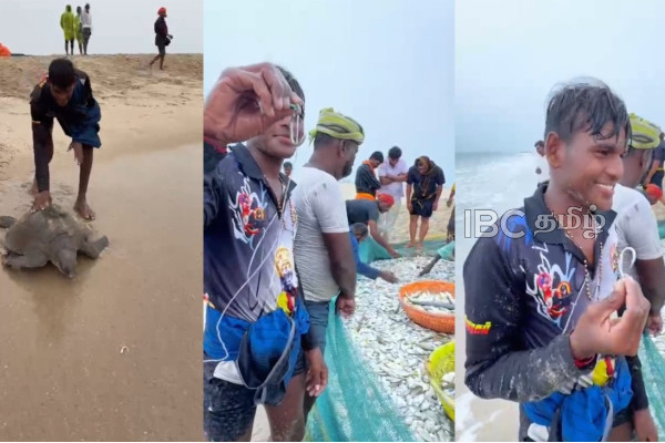 தனுஷ்கோடி வலையில் சிக்கிய அரிய வகை கடல் ஆமை | Rare Sea Turtle Rescued In Dhanushkodi