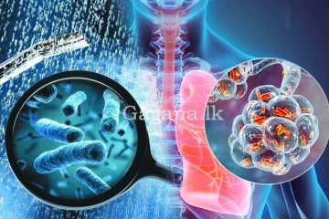 පෙනහළු අකර්මණ්‍ය කරන මාරාන්තික බැක්ටීරියාවක් සොයාගැනේ.