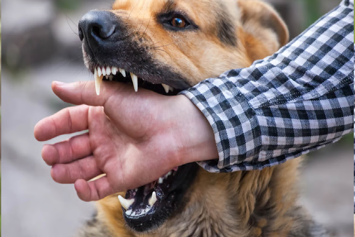 இலங்கையில் 03 இலட்சம் பேருக்கு நாய்களால் ஏற்பட்டுள்ள பாதிப்பு | Dogs Affect 300 000 People In Sri Lanka