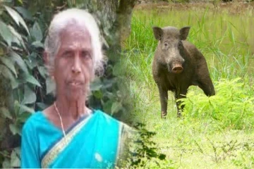 யாழ் நெடுந்தீவில் பன்றி தாக்கியதில் பெண் பலி