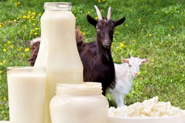 එළුකිරි වලින් ඔබට ලැබෙන සෞඛ්‍ය ප්‍රතිලාභ.