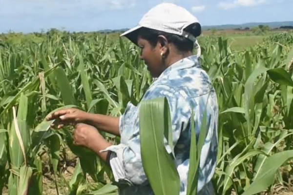 கந்தளாய் சீனிபுர பகுதியில் சோளப் பயிரில் படைப்புழுவின் தீவிரத் தாக்கம் | Kandalai Seenipura Area Crop Attack
