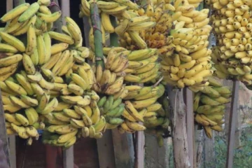 வெளிநாடுகளுக்கு செல்லும் யாழ்ப்பாண வாழைப்பழங்கள்! அமைச்சர் பாராட்டு