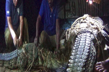 புத்தளத்தில் பிடிக்கப்பட்ட இராட்சத முதலை