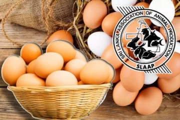 முட்டை இறக்குமதிக்கு எதிர்ப்பு வெளியிட்ட கால்நடை உற்பத்தியாளர்கள் சங்கம்