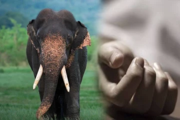 திருமலையில் யானை தாக்கி குடும்பஸ்தர் பலி