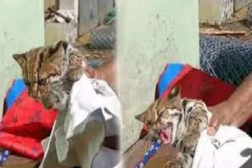 டீக்கடைக்குள் புகுந்த சிறுத்தைக் குட்டி - பூனை என நினைத்து கொஞ்சிய மக்கள்