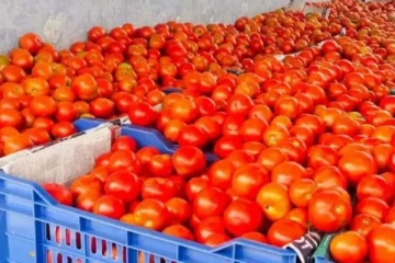 தொடர்ந்து சரியும் தக்காளி விலை - இன்னைக்கு எவ்வளோ தெரியுமா?