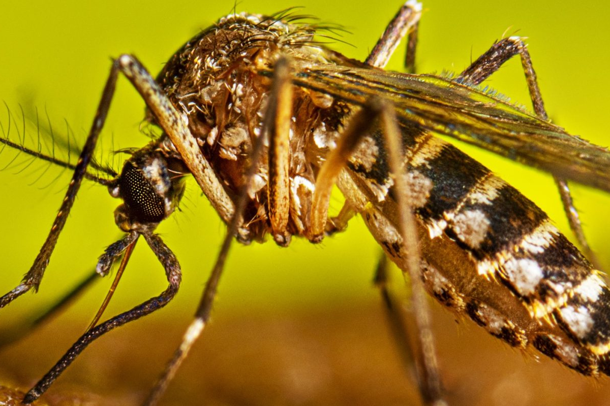 டெங்கு தீவிரத்தால் உயிரிழந்த பல்கலைக்கழக மாணவி! | University Student Dies Of Severe Dengue டெங்கு தீவிரத்தால் உயிரிழந்த பல்கலைக்கழக மாணவி! | University Student Dies Of Severe Dengue