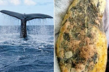 திமிங்கில வாந்தியுடன் கைதான மூவர்