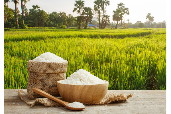 அரிசி தொடர்பில் வெளியான அதிர்ச்சித் தகவல்! | Shocking Information About Rice