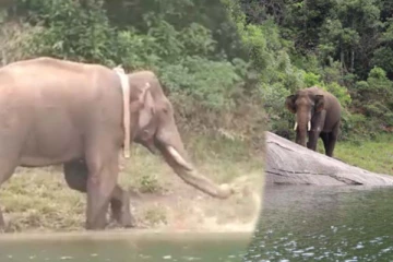வனப்பகுதியில் விடப்பட்ட அரிகொம்பன் யானையின் அறிவைப் பாருங்க! மெய்சிலிர்க்க வைத்த காட்சி