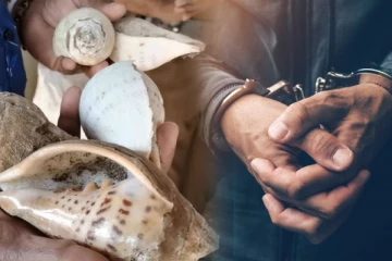 சட்டவிரோதமாக சங்கு வைத்திருந்தவர் கைது!