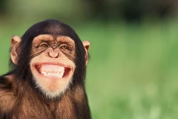 English பேசும் குரங்குகள்... அறிவியலாளர்களை வியக்கவைத்துள்ள விடயம்