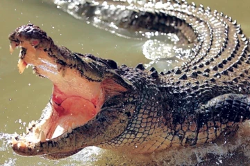 කිඹුලෙකු පුද්ගලයෙක්ව ඩැහැ ගත් අවාසනාවන්ත පුවතක්..