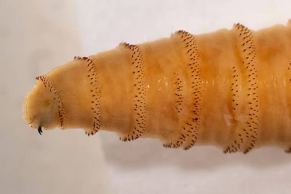 worm invades