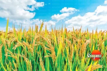 නාඩු අස්වැන්න වැඩිවෙලා , මිල අඩුවෙලා